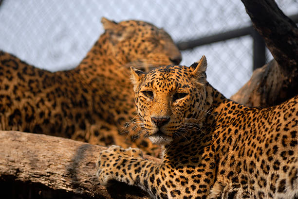 Leopard In Zoo stock photo