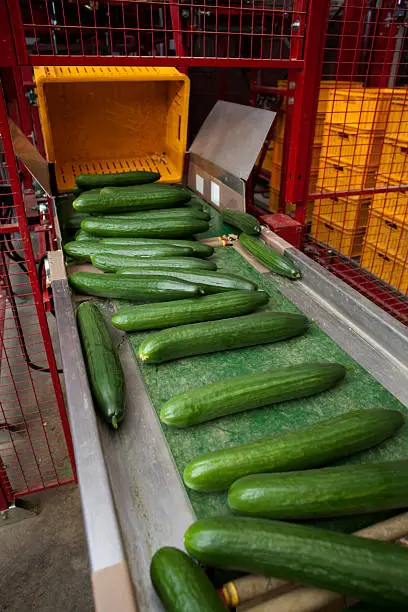 sorting cucumbers