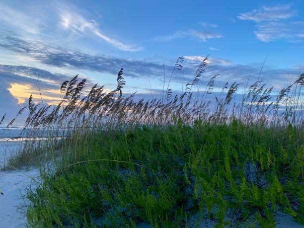 istock Sea Oats and Sunrise 1529725014