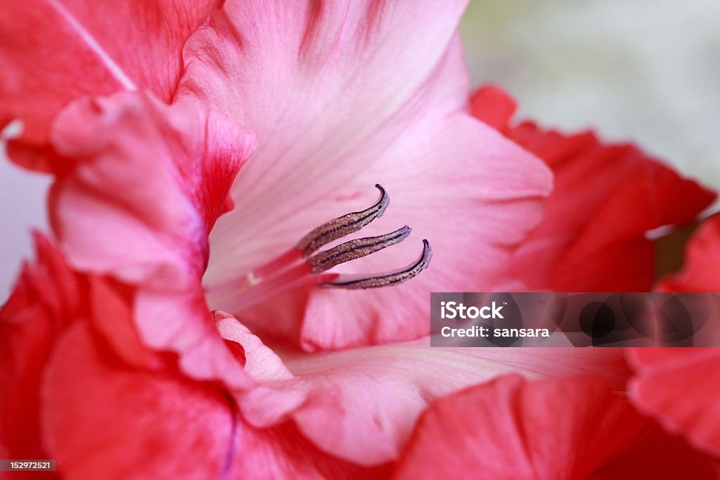 Gladiolus Beautiful Gladiolus. Macro studio shot close-up Beauty In Nature Stock Photo