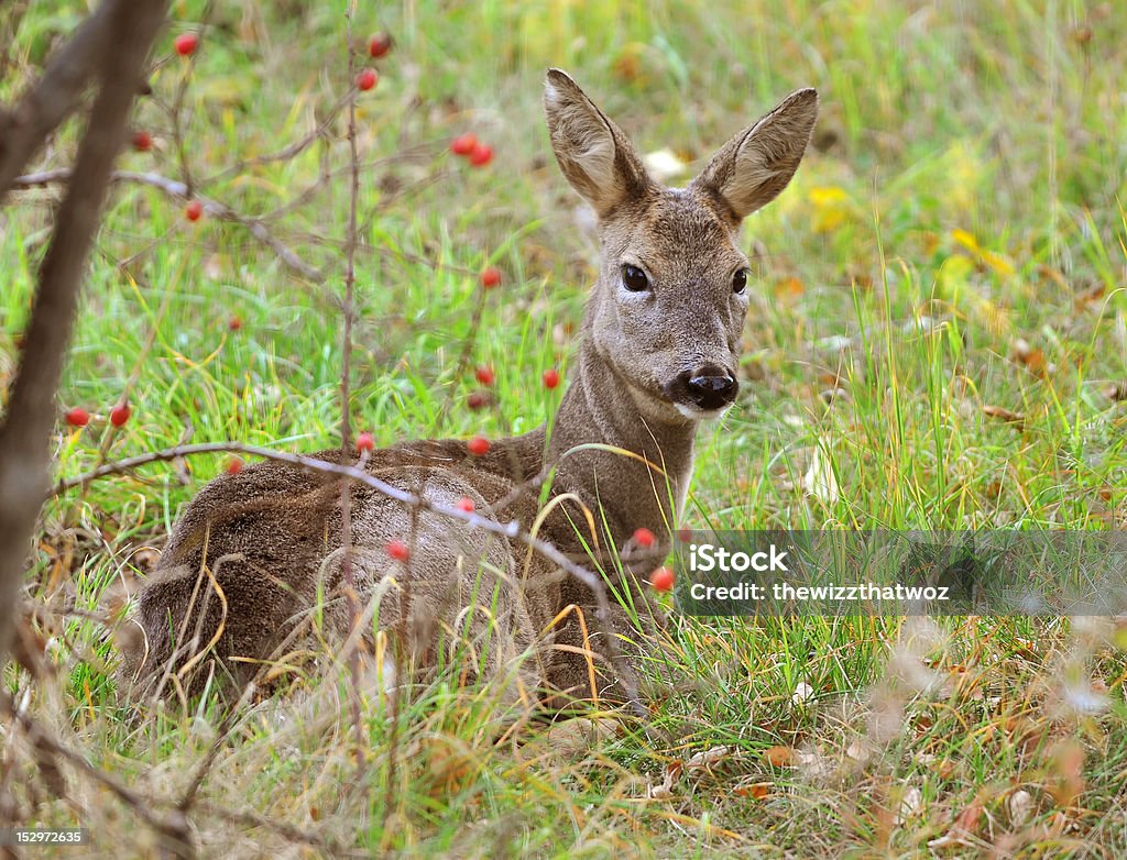 Alert a wild female roe deer looking alert as she rests in the grass Alertness Stock Photo
