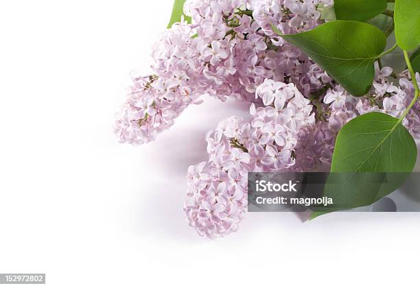 Lilás Ramo Sobre Um Fundo Branco - Fotografias de stock e mais imagens de Botão - Estágio de flora - Botão - Estágio de flora, Bouquet, Cabeça de Flor