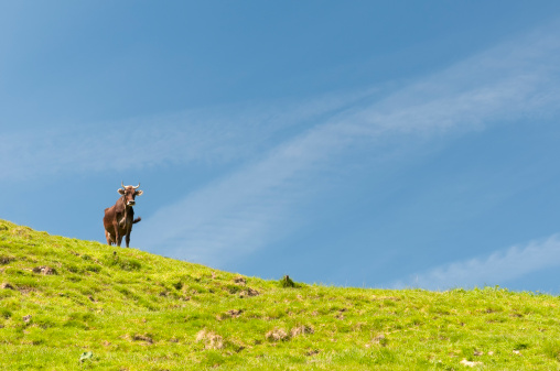 A lone cow on a hilltop meadow on a summer day in  Switzerland.