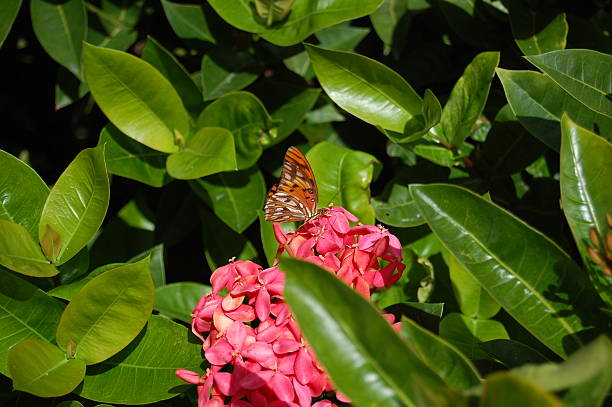 Butterfly on a Hydrangea stock photo