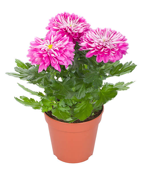 istock pink chrysanthemum flowers in pot 152973604