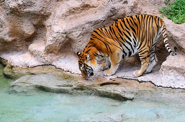 Photo of Tiger drinking from a pond