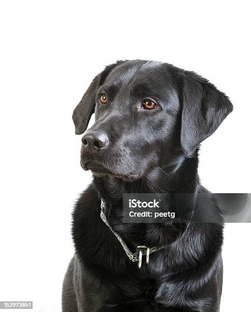 Black Labrador Retriever With Collar Sitting Stock Photo - Download Image Now - Black Labrador, Pet Collar, White Background