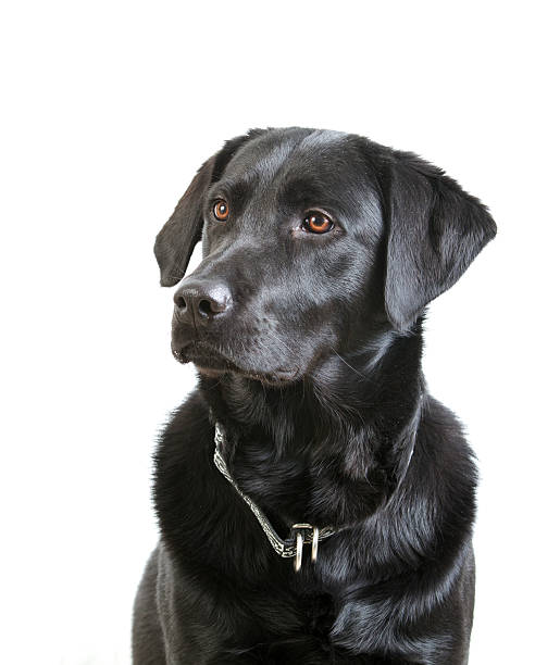 preto labrador retriever com colarinho sessão - dog black labrador retriever animal nose imagens e fotografias de stock