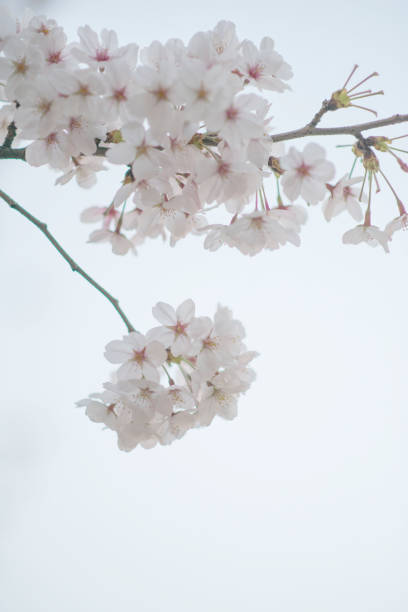 istock sakura flower,cherry blossom in garden 1529739576