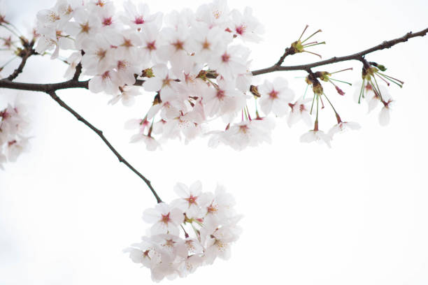 istock sakura flower,cherry blossom in garden 1529740622