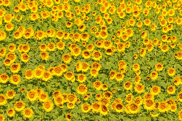 campo de girassol, com foco raso - macro close up sunflower france - fotografias e filmes do acervo