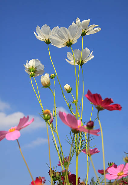 Kwiat z błękitnego nieba – zdjęcie