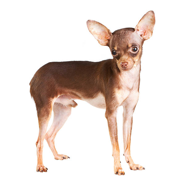 Russian toy terrier Russian toy terrier isolated on a white background russkiy toy stock pictures, royalty-free photos & images