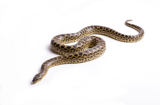 Close up photo of huge and dangerous anaconda snake (Eunectes murinus) ready to attack on white background isolated, a lot of copyspace available, macrophotographyClose up photo of huge and dangerous anaconda snake (Eunectes murinus) ready to attack on white background isolated, a lot of copyspace available, macrophotography