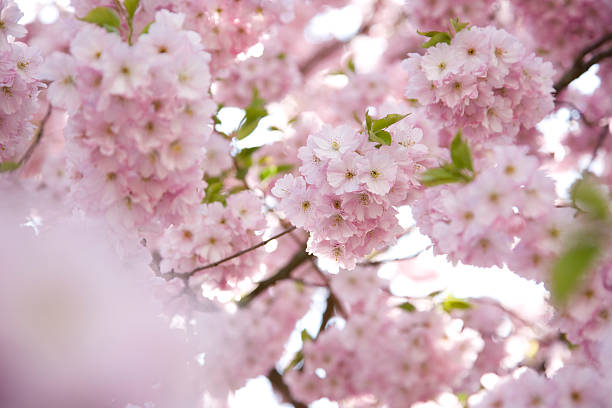 Fiore di ciliegio in primavera - foto stock