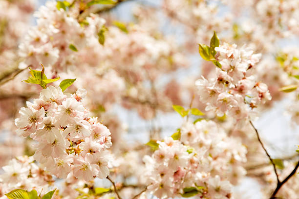 Flor de cerezo en primavera - foto de stock