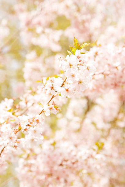 Flor de cerezo en primavera - foto de stock