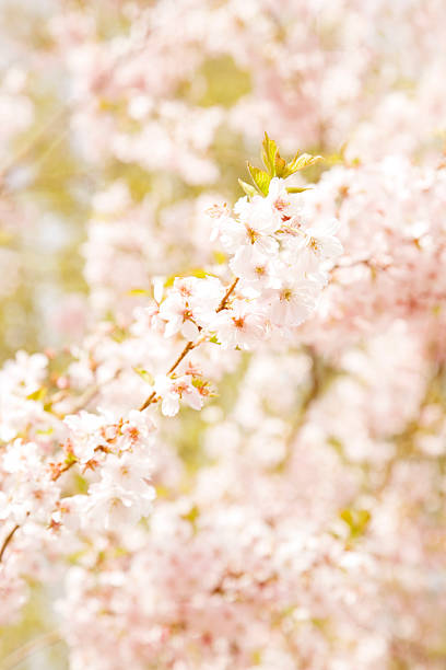 Fiore di ciliegio in primavera - foto stock
