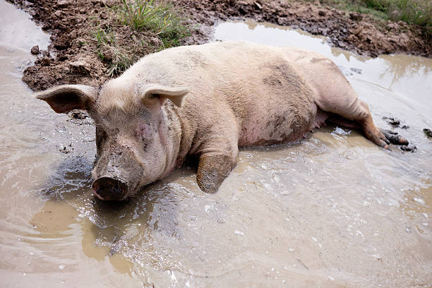 istock Pig lying in a dam to cool off 152976115