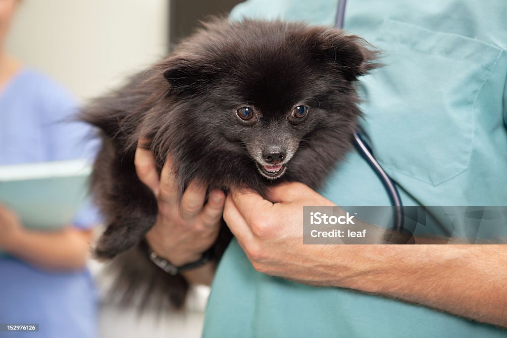 獣医調べるかわいい小さな犬 - イヌ科のロイヤリティフリーストックフォト