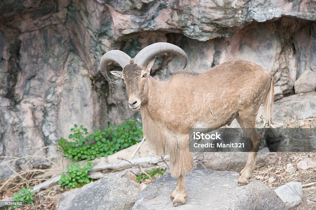 Bighorn Sheep Ram. Bighorn Sheep Ram standing on a rock. Animal Stock Photo