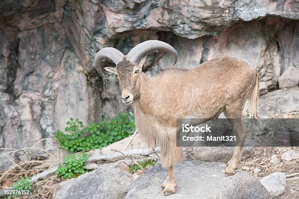 Bighorn Sheep Ram Stock Photo - Download Image Now - Animal, Animal Wildlife, Animals In The Wild