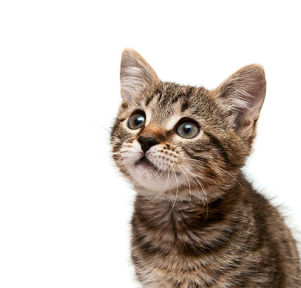 kitten looks upwards stock photo