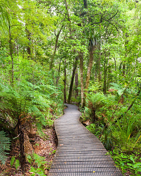 Waipoua Kauri Forest Path through the Waipoua Kauri Forest on the North Island of New Zealand waipoua forest stock pictures, royalty-free photos & images