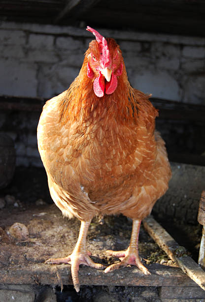 Chicken stock photo