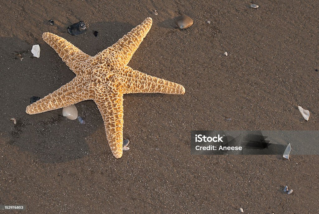 Estrella de mar en la playa - Foto de stock de Aire libre libre de derechos
