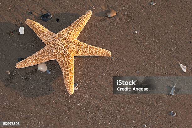 Estrella De Mar En La Playa Foto de stock y más banco de imágenes de Aire libre - Aire libre, Arena, Biología