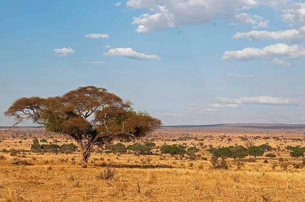 istock Acacia tree in african savanna 152976846