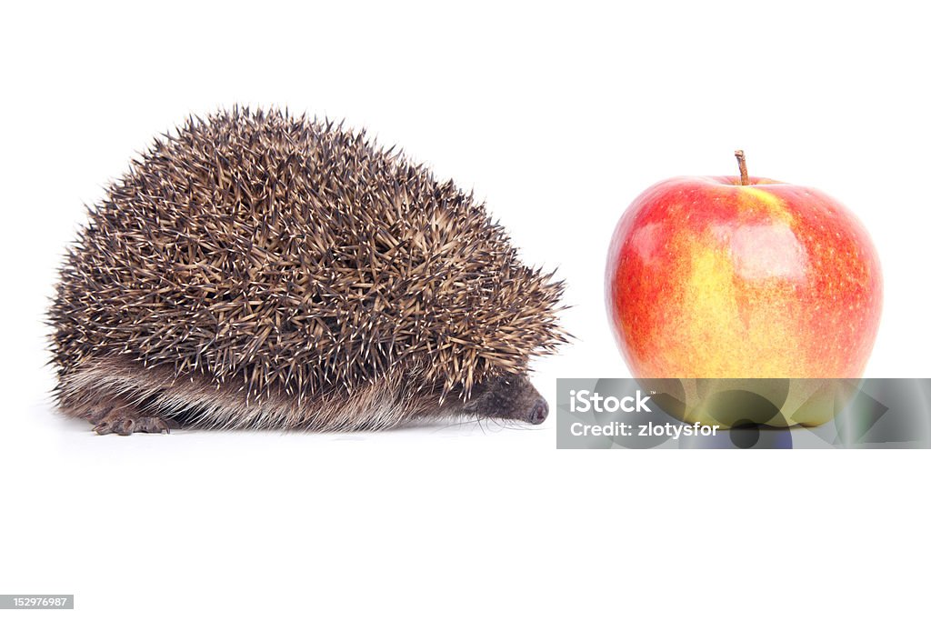 Hedgehog Hedgehog isolated on a white background Animal Stock Photo