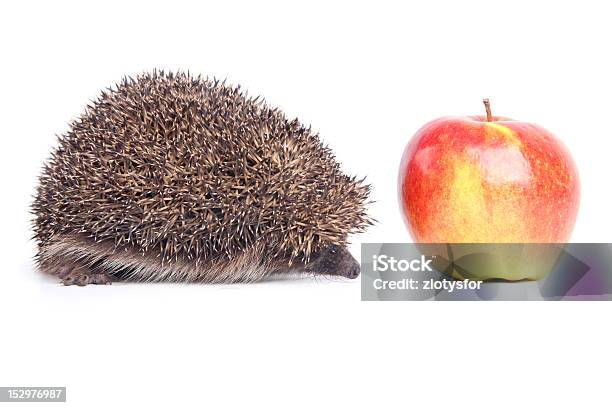 Hedgehog Stock Photo - Download Image Now - Animal, Apple - Fruit, Bristle - Animal Part