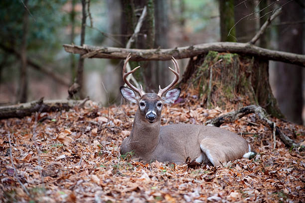 istock White-tailed deer buck bedded in woods 152977097