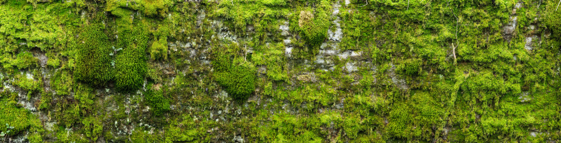 Mossy old wall