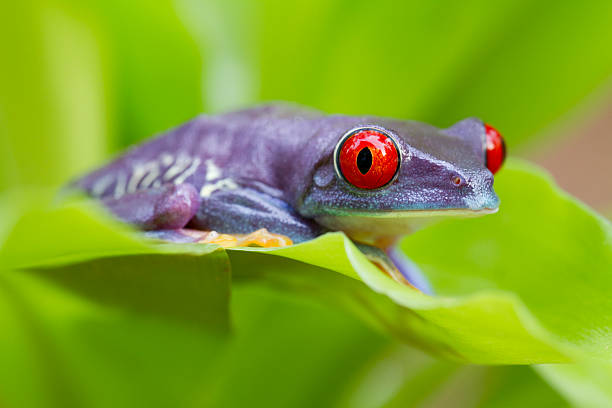 Rare Purple Red-eyed Tree Frog stock photo