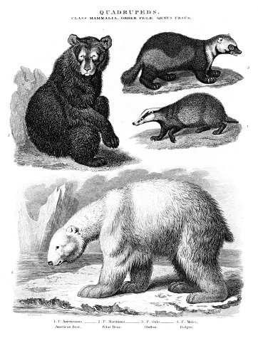 American bear, polar bear, glutton, Badger- Copper engraved print 