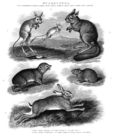 Copper The Rabbit Rodents Hare Rabbit Copper Engraved Print The Oxford Encyclopedia 1828 ...