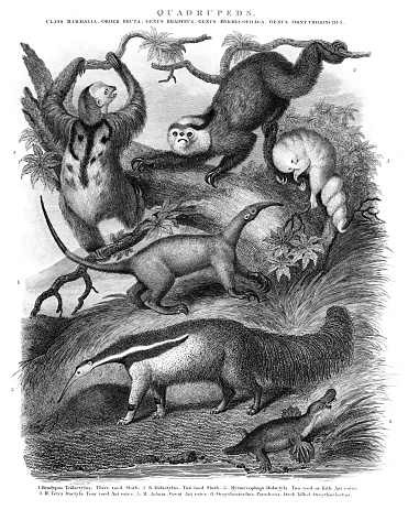 Sloth, Ant eater, Platypus - Copper engraved print 