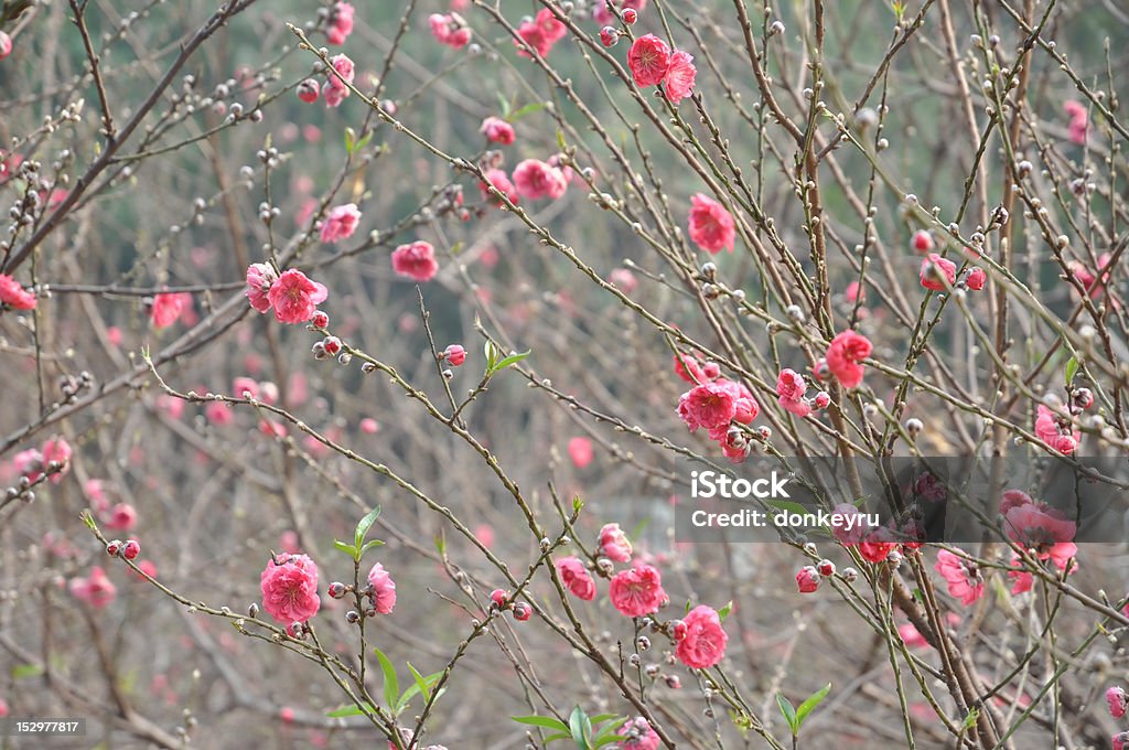 Rot Pfirsich Blumen entfalten - Lizenzfrei Ast - Pflanzenbestandteil Stock-Foto