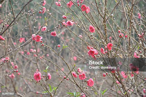 Vermelho Flores De Pêssego Prosperar - Fotografias de stock e mais imagens de Botão - Estágio de flora - Botão - Estágio de flora, Cena de tranquilidade, Crescimento