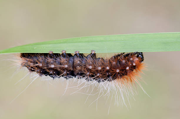 istock caterpillar with many hairs 152977841