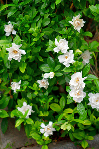 Gardenia jasminoides, commonly called common gardenia or cape jasmine, is native to Japan and southern China and is an evergreen shrub with thick, glossy, dark green leaves. It is particularly noted for its extremely fragrant white flowers and is often grown in double-flowered forms. Flowers bloom in late spring to early summer (May-July) in Japan.