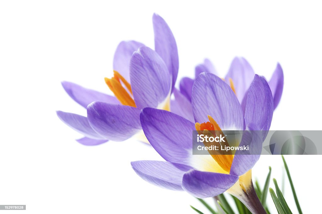 Primavera flor azafrán Tricolor - Foto de stock de Flor libre de derechos