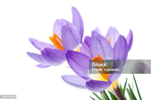 Foto de Flores Da Primavera Crocus Tricolor e mais fotos de stock de Flor - Flor, Amarelo, Beleza