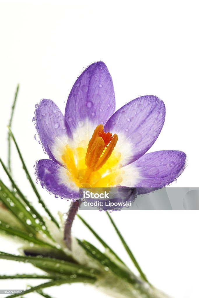 Spring flower Crocus Tricolor Crocus Tricolor in the Iris family with water drops on white background Beauty In Nature Stock Photo