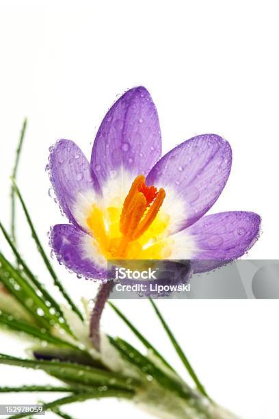 Spring Flower Crocus Tricolor Stock Photo - Download Image Now - Beauty In Nature, Blossom, Close-up