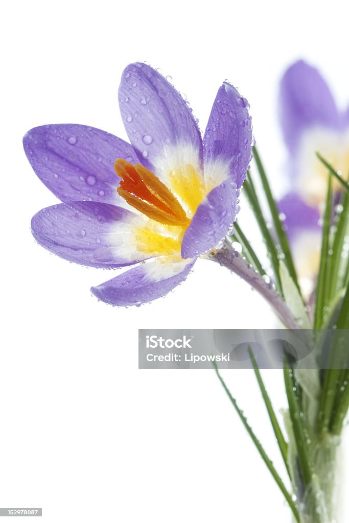 Primavera flor azafrán Tricolor - Foto de stock de Agua libre de derechos