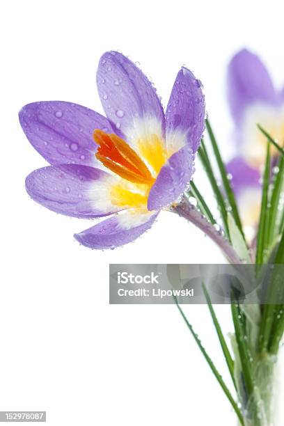 Primavera Fiore Croco Tricolor - Fotografie stock e altre immagini di Acqua - Acqua, Bagnato, Bellezza naturale